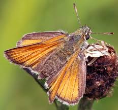 Attēlu rezultāti vaicājumam “Thymelicus sylvestris male”