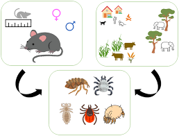 Attēlu rezultāti vaicājumam “Muridae”