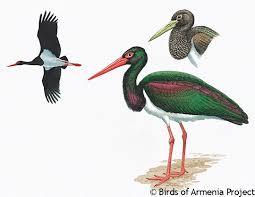 Attēlu rezultāti vaicājumam “Ciconia nigra”