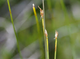 Attēlu rezultāti vaicājumam “Trichophorum cespitosum fruit”