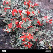 Attēlu rezultāti vaicājumam “Cladonia floerkeana”