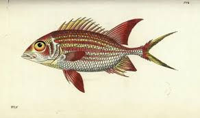 Image result for Holocentrus adscensionis