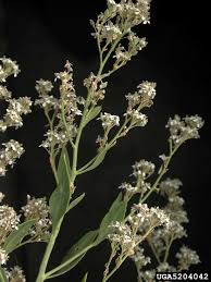 Attēlu rezultāti vaicājumam “Lepidium latifolium”