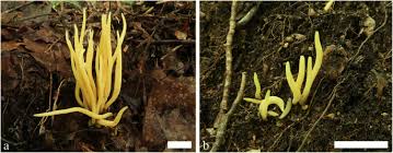 Attēlu rezultāti vaicājumam “Clavaria sphagnicola”