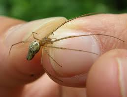 Attēlu rezultāti vaicājumam “Tetragnatha montana”