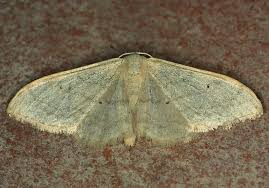 Attēlu rezultāti vaicājumam “Idaea straminata”