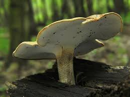 Attēlu rezultāti vaicājumam “Polyporus ciliatus”