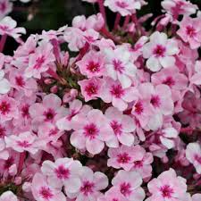 Image result for Phlox (großblumig)