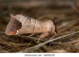 Attēlu rezultāti vaicājumam “Clostera curtula”