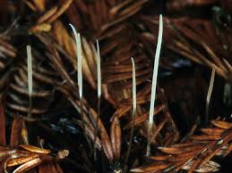 Attēlu rezultāti vaicājumam “Macrotyphula juncea”