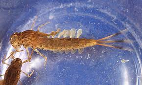 Attēlu rezultāti vaicājumam “Siphlonurus”