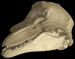 Image result for Phocoena phocoena