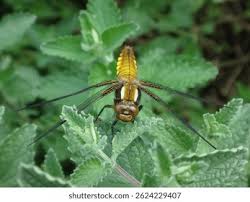 Attēlu rezultāti vaicājumam “Libellula depressa female”