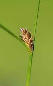 Attēlu rezultāti vaicājumam “Carex remota”