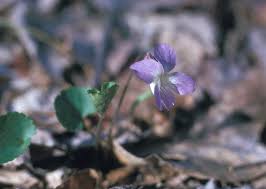 Attēlu rezultāti vaicājumam “Viola rupestris bud”