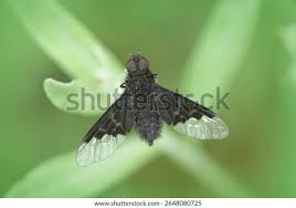 Attēlu rezultāti vaicājumam “Hemipenthes morio”