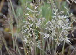 Attēlu rezultāti vaicājumam “Corynephorus canescens”