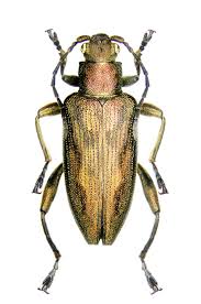 Attēlu rezultāti vaicājumam “Donacia clavipes”