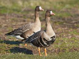 Attēlu rezultāti vaicājumam “Anser albifrons”