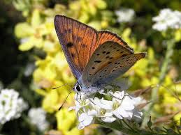 Attēlu rezultāti vaicājumam “Lycaena alciphron”