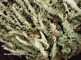 Attēlu rezultāti vaicājumam “Cladonia squamosa”