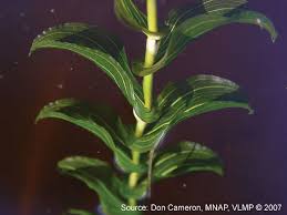 Attēlu rezultāti vaicājumam “Potamogeton perfoliatus leaf”