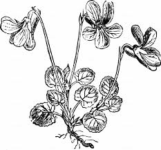 Attēlu rezultāti vaicājumam “Viola rupestris bud”