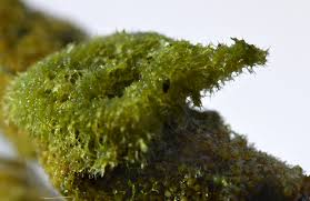 Attēlu rezultāti vaicājumam “Spongilla lacustris”