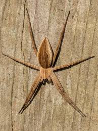 Attēlu rezultāti vaicājumam “Pisaura mirabilis cocoon”