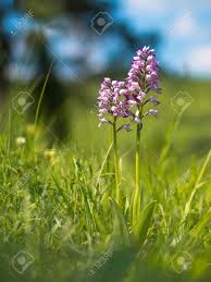 Attēlu rezultāti vaicājumam “Orchis militaris”