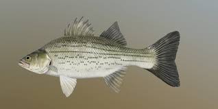 Image result for Morone chrysops