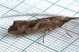 Attēlu rezultāti vaicājumam “Glyphotaelius pellucidus”