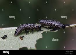 Attēlu rezultāti vaicājumam “Chrysomela vigintipunctata”