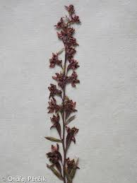 Attēlu rezultāti vaicājumam “Epipactis atrorubens bud”