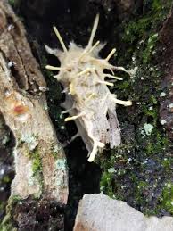 Attēlu rezultāti vaicājumam “Akanthomyces aculeatus”