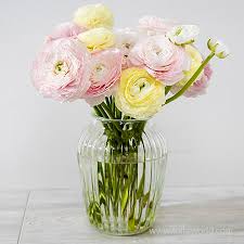 Attēlu rezultāti vaicājumam “Ranunculus elatior”