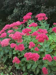 Image result for Chrysanthemum spectabile