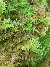 Attēlu rezultāti vaicājumam “Thuidium tamariscinum”