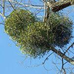 Attēlu rezultāti vaicājumam “Viscum album leaf”