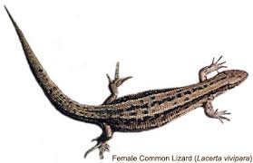 Attēlu rezultāti vaicājumam “Lacerta vivipara”