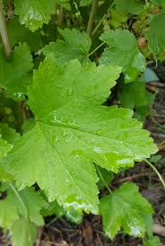 Attēlu rezultāti vaicājumam “Ribes rubrum leaf”