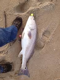 Image result for Sciaenops ocellatus