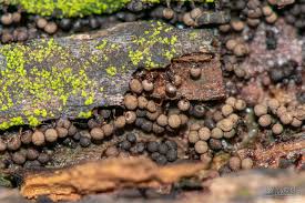 Attēlu rezultāti vaicājumam “Cribraria cancellata young”