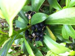 Attēlu rezultāti vaicājumam “Daphne mezereum fruit”