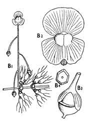 Attēlu rezultāti vaicājumam “Lentibulariaceae”
