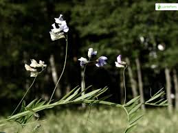Attēlu rezultāti vaicājumam “Lathyrus palustris flower”