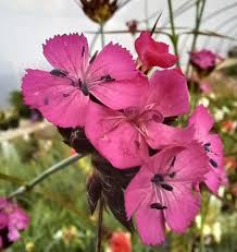 Image result for Dianthus carthusianorum