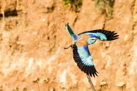 Attēlu rezultāti vaicājumam “Coracias garrulus”