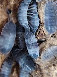 Attēlu rezultāti vaicājumam “Porcellio scaber”