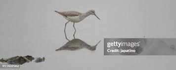 Attēlu rezultāti vaicājumam “Tringa nebularia adult”